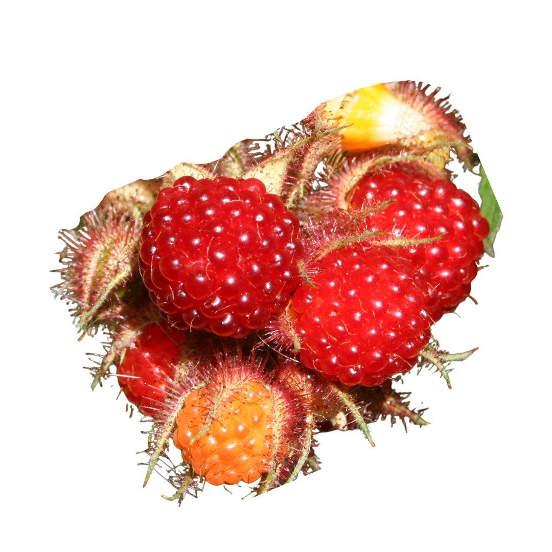 Japanische Weinbeere