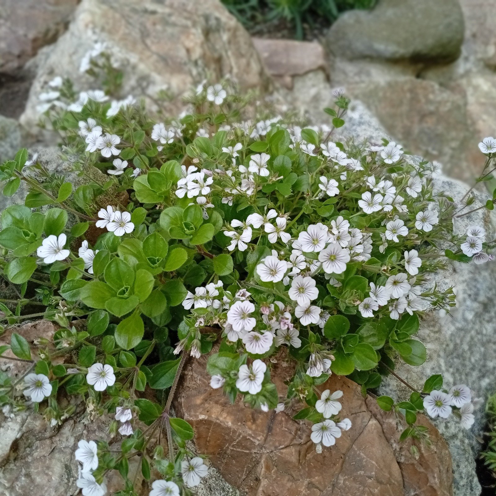 Schleierkraut