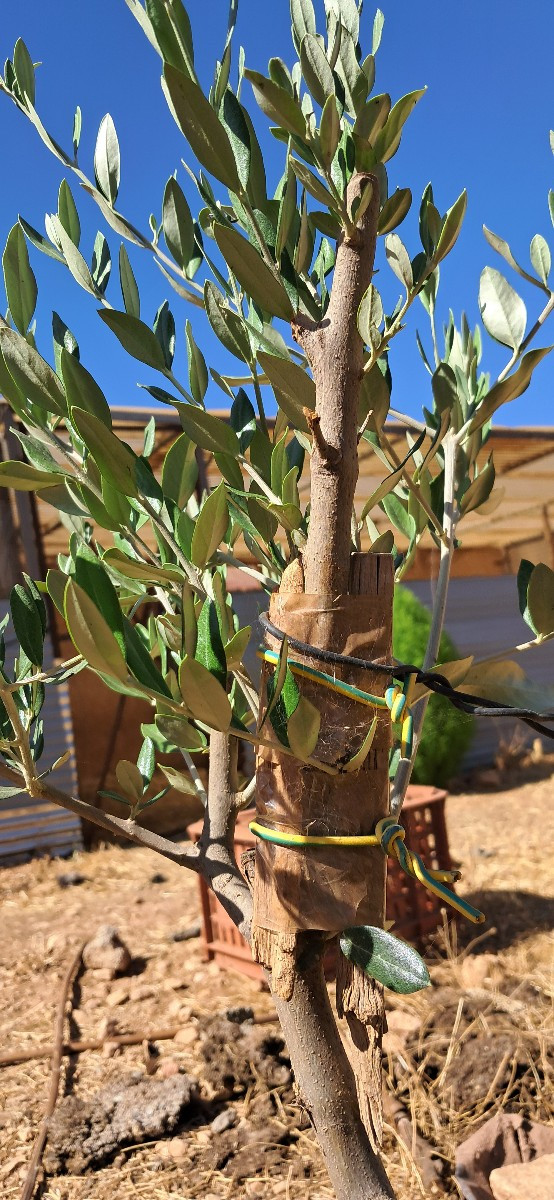 I would put it together as close as possible to align the internal parts of the stem, then use tape, bamboo or small wo…