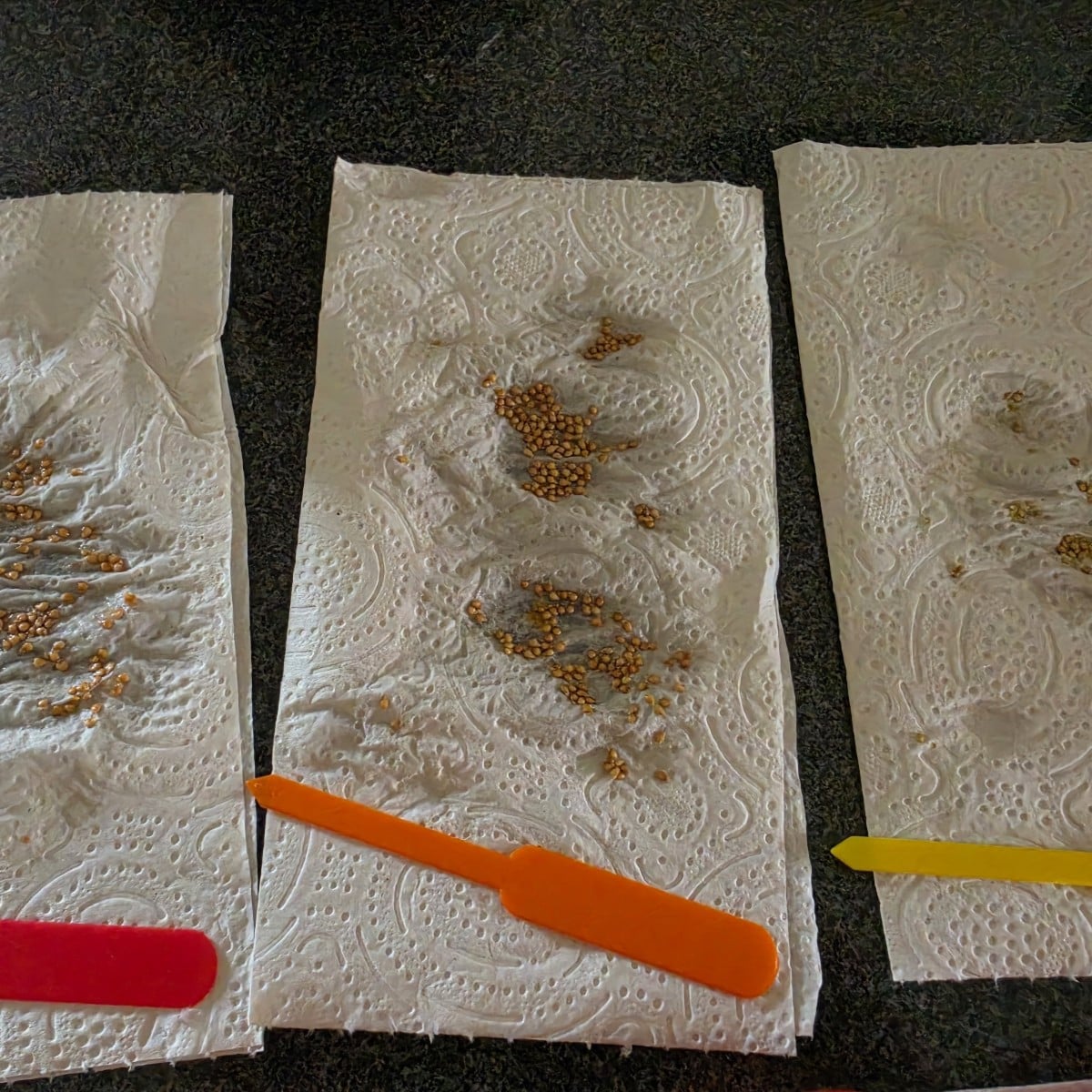 Vor ein paar Tagen zurück im Gemüsebeet.  Heute nach ein paar Tagen einweichen, 3 Tomatensamen Sorten auf Küchenpapier …