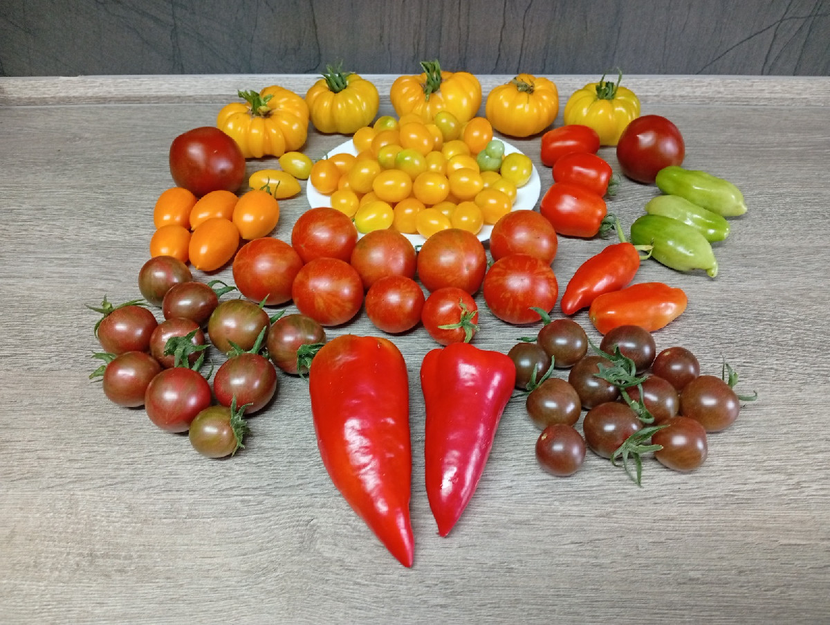 Heute gingen wir #einkaufenimgarten . Eine Kostprobe für unsere lieben Nachbarn als Überraschung. Die 45 cm lange Zucch…