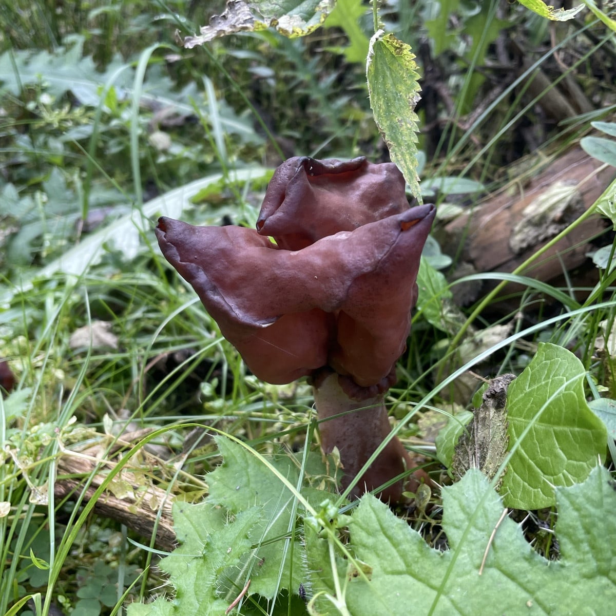 Heute war ich in den Schwammerln und hab eine Bischofsmütze gesehen. 
Meine Pilz App sagt: selten und tödlich giftig

A…