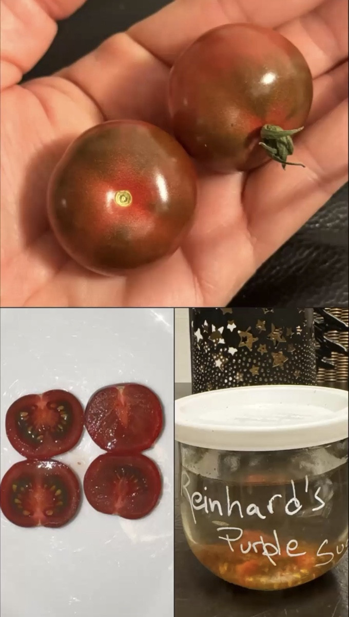Die Reinhard Purple Sugar ist eine Verbesserung der Black Cherry – und der Anbau hat sich wirklich gelohnt! 🍅 
Was für…