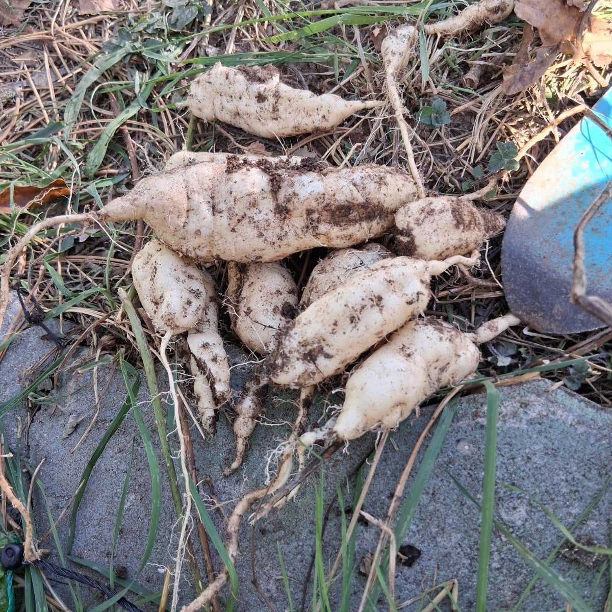 Hallo, 
Wir haben gestern unsere letzten mexikanischen Minigurken geerntet und dann diese Entdeckung gemacht. Die Gurke…