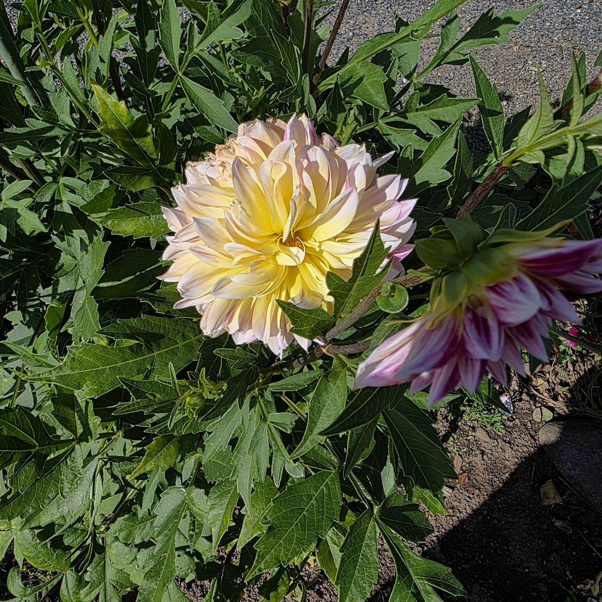 Letzte Ernte vorm Urlaub 😁 und noch ein paar impressionen 