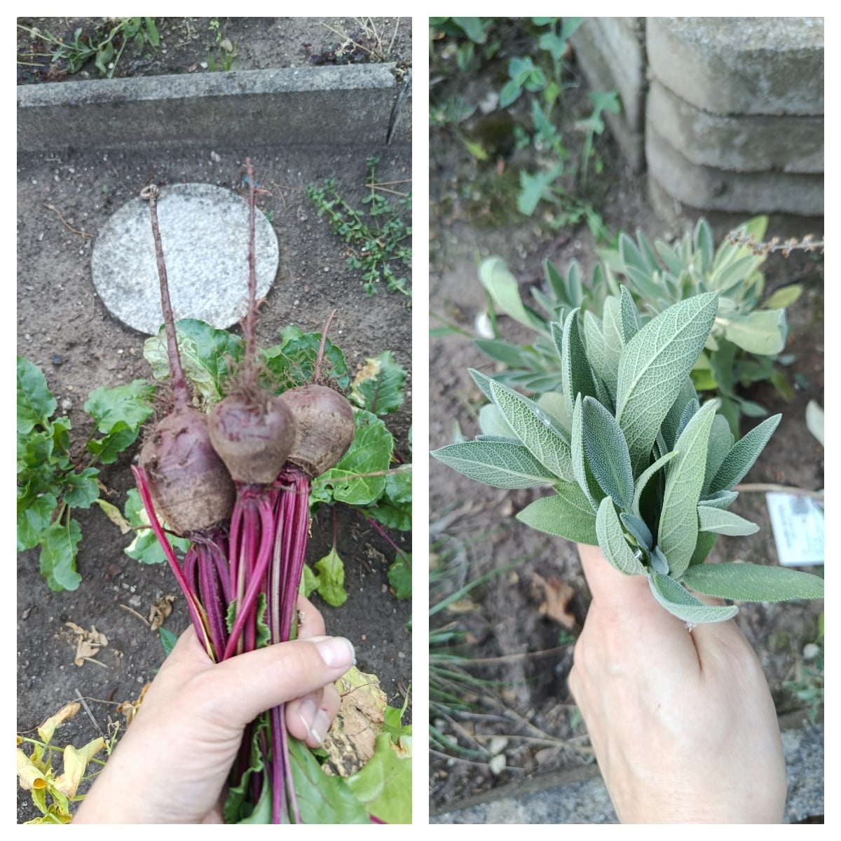 Heutige ernte gewesen .Dieses Jahr ist es wirklich wenig .
Rotebeete und Salbei .