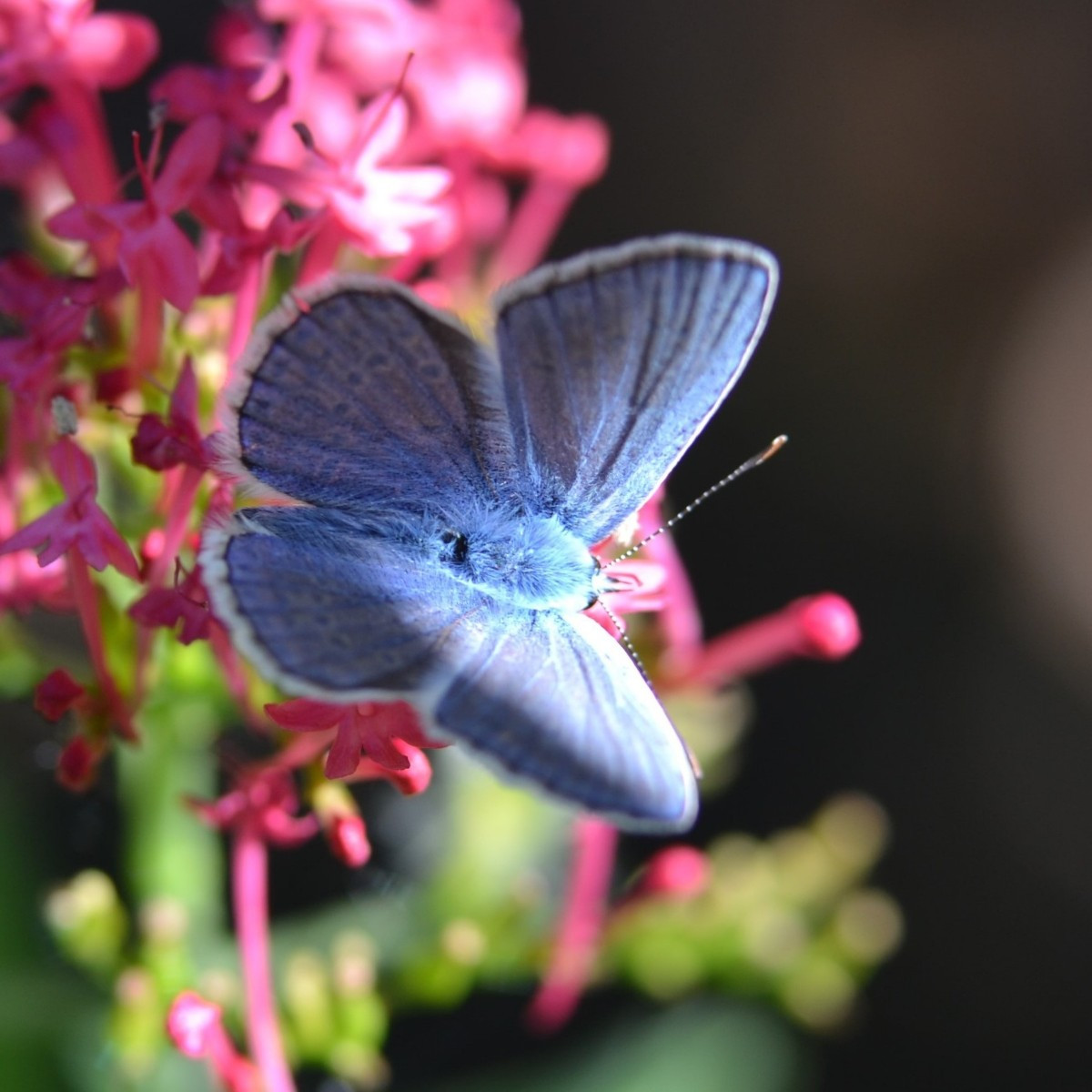 Ein paar Fotos aus den letzten Tagen: 1: die Ackerhummel, 2: eine Erdhummel, 3: der Purpurzünsler, 4: die Gemeine Weide…