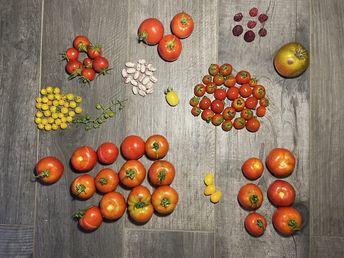 Viele Tomaten haben Risse bekommen und mussten notgeerntet werden - dann wird es Tomatenchutney und -soße geben 😏
