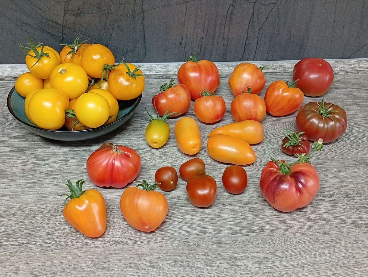 Heute gingen wir #einkaufenimgarten . Eine Kostprobe für unsere lieben Nachbarn als Überraschung. Die 45 cm lange Zucch…