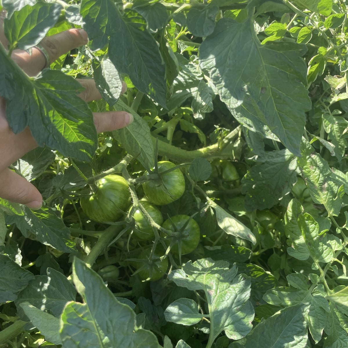 #Tomaten im Freiland-Jungle! Ich hatte im Frühjahr schon eimerweise ausgegeizt... und es sind viele Überraschungen, den…