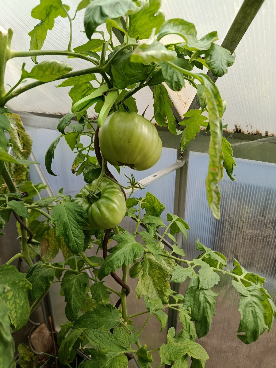 Und im GWH gibts noch Fleischtomaten. Bin echt verwundert, nach der Misere