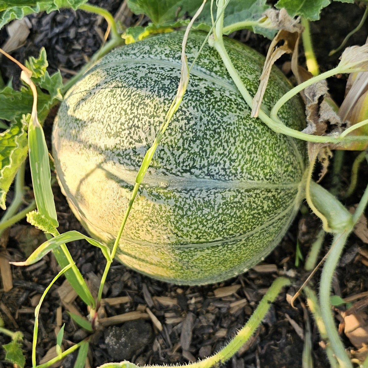 Unsere kleine Honigmelone (vom Gärtner so betitel) entwickelt sich zu einer Cantaloupe. Es gibt noch einen, der kleiner…