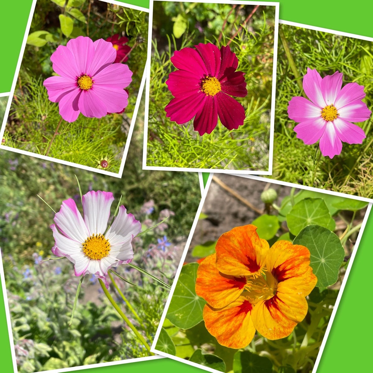 Bild 1: Habe heute jemand neues in meinem Garten entdeckt: Raupe des Mittleren Weinschwärmers, die sich in einem fortge…