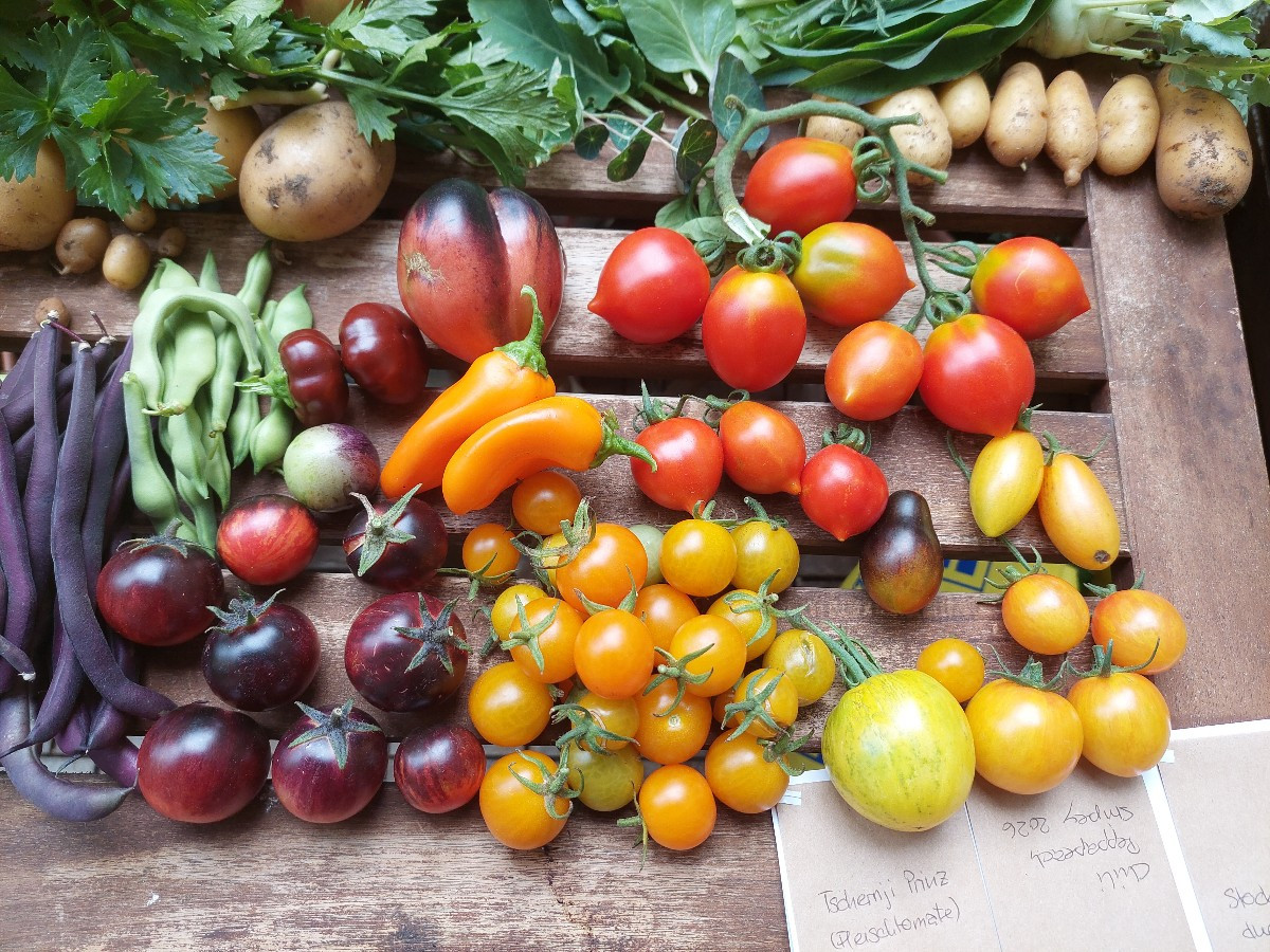 War heute schon kurz im Garten.
Meine Ernte. :-)
Wenig aufgeplatzte Tomaten bisher, eher in den Wannen. Vielleicht hält…