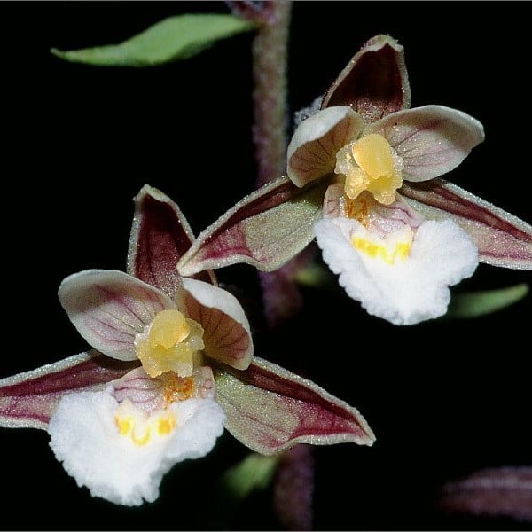 Orchideen - Stendelwurzen (Epipactis)