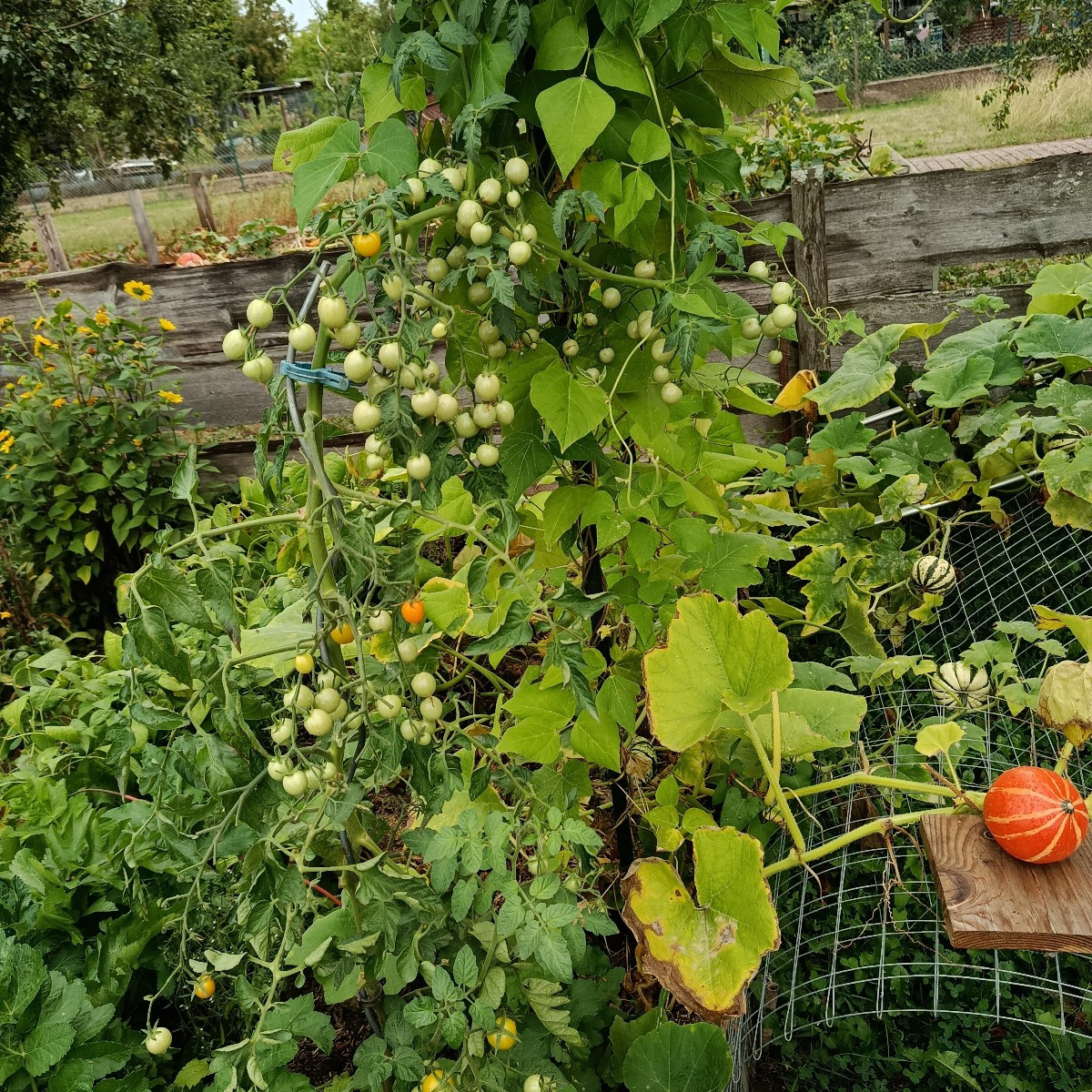 Heute die Birnen gepflückt. Sie dürfen jetzt noch etwas nachreifen. 
Wieder Fallobstäpfel, Pastinaken, Tomaten, Erdbeer…