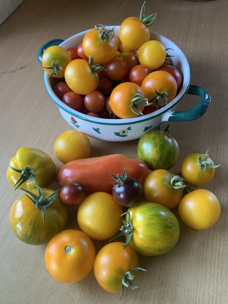 Juhu!!! Endlich geht es bei mir auch mit Tomaten los. 