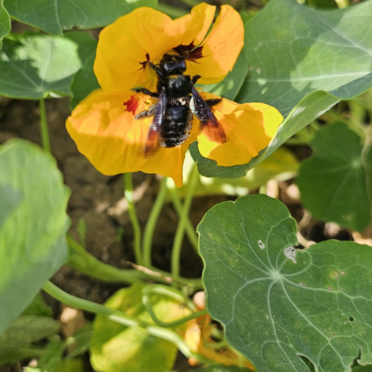 Heute, nachm stressigen jobtag, wieder im garten entspannt einen radler getrunken, geerntet, natur beobachtet und übrig…