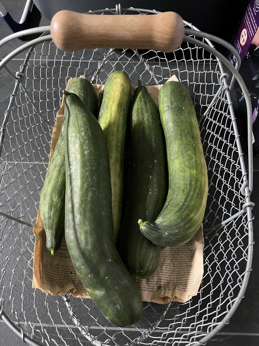 Der Bauer hat sich über meine 5 Zeppelin-Gurken für seine Hühner gefreut und mir  zum Tausch 20 Eier von seinen Junghen…