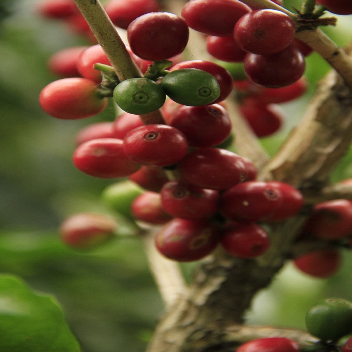 Coffee (Coffea Arabica)
