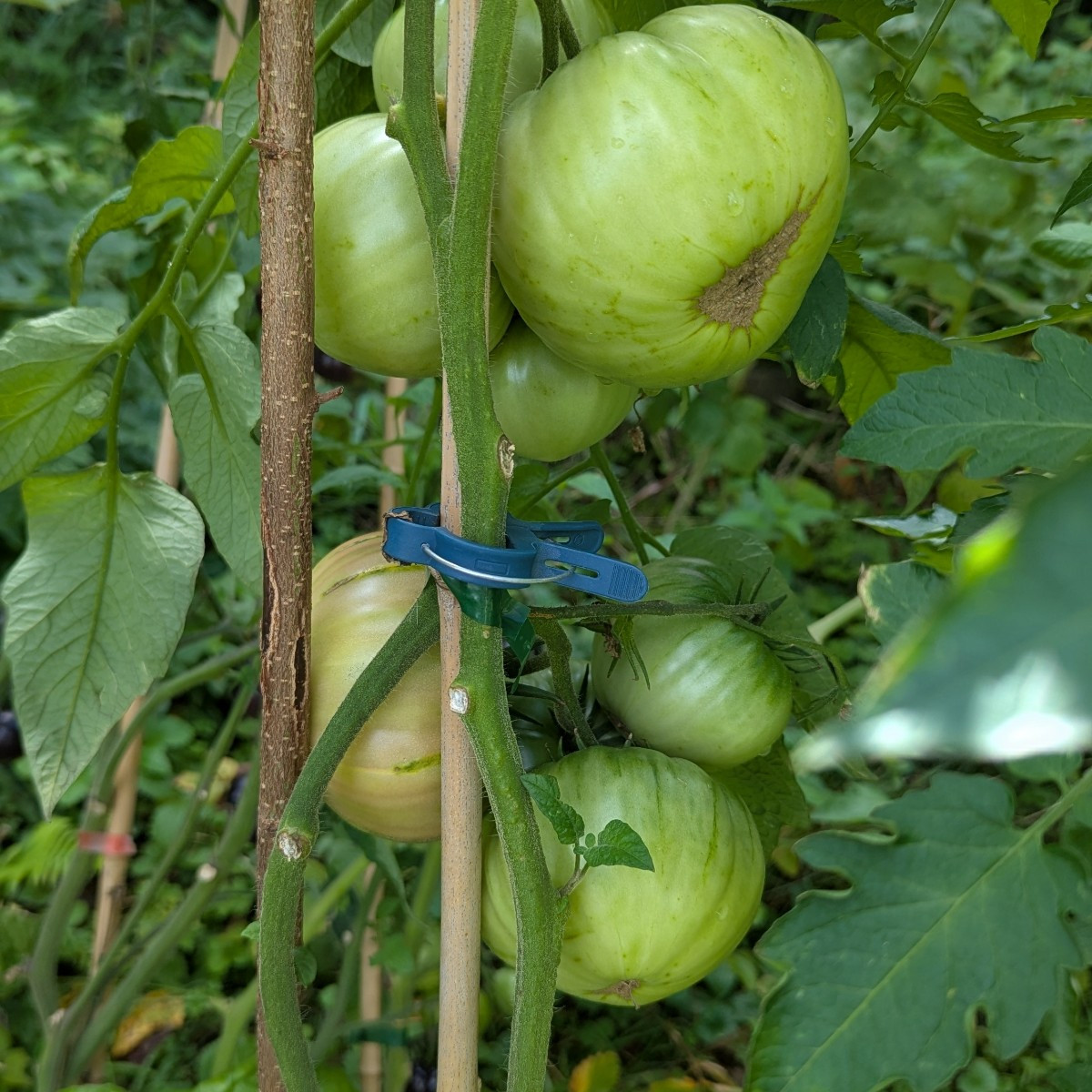 Ein bisschen Garten 
#tomaten
#kohl
#melonen
