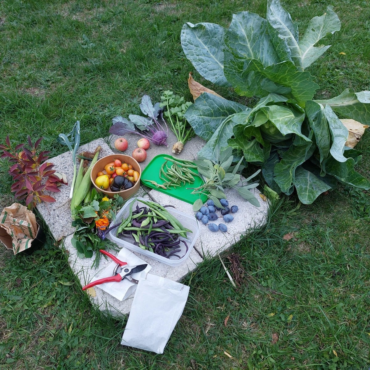 Yesterday in the garden.
Among other things, a #twin bloom
And a pointed cabbage (Filderkraut) with a twisted tip.