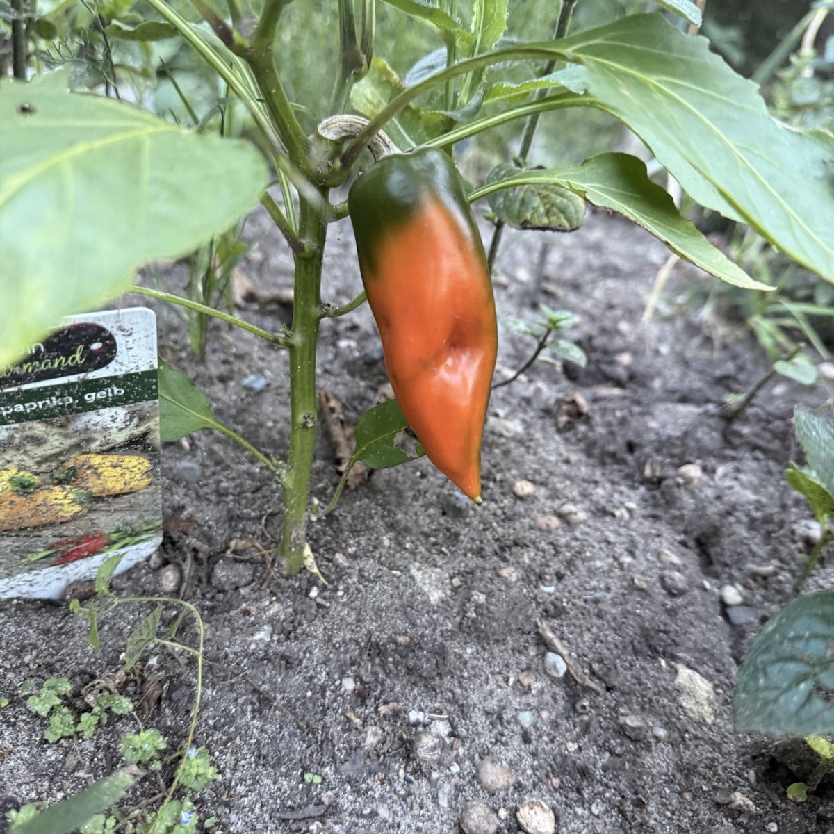 Meine erste Paprika. Meine ersten Tomaten und meine erste Aubergine. 
Meine Kürbis sind nun in Gänze weg, die Bohnen ha…