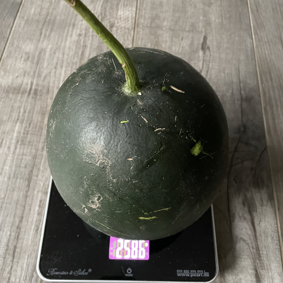 Meine Wamel hat sich selbst geerntet - ca. 2,6 kg… Montag werden wir sie wohl schlachten 😬
