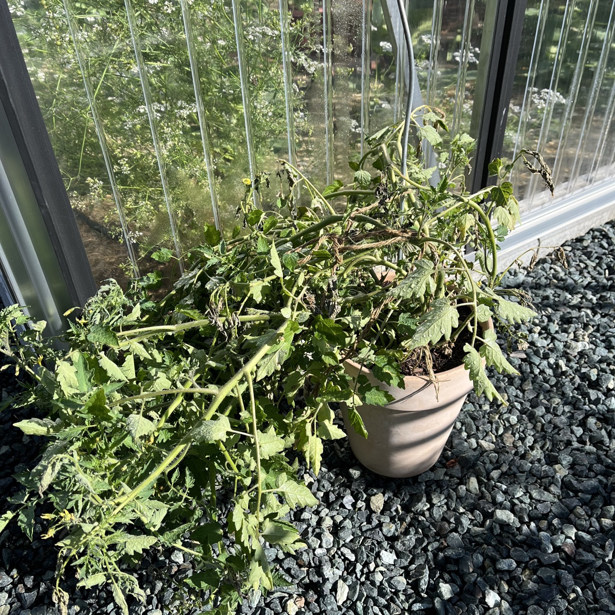 Ich weiss, sieht absolut traurig aus. Die Ribisel Tomate ist wild im Gewächshaus aufgegangen. Da musste sie weg. Hab’s …