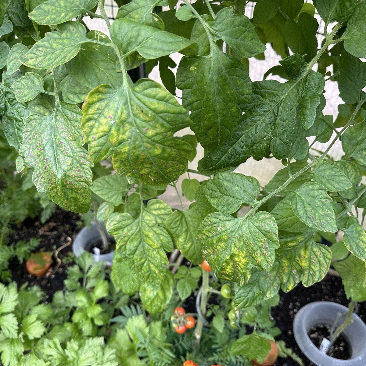 Was ist das denn jetzt an meinen Tomaten? 