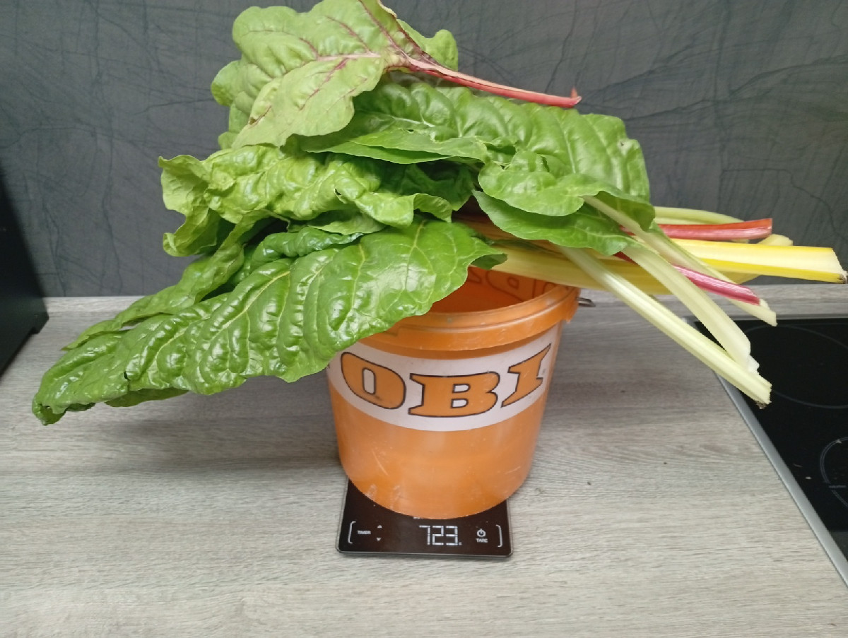 Heute gingen wir #einkaufenimgarten . Eine Kostprobe für unsere lieben Nachbarn als Überraschung. Die 45 cm lange Zucch…