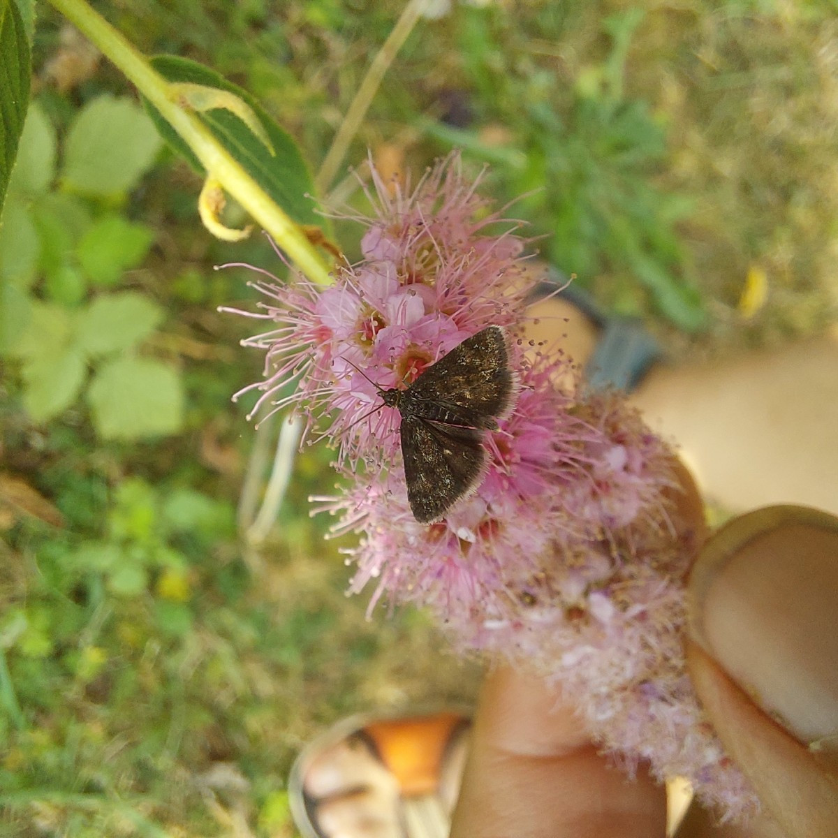 Und die heutige Insekten-Ernte an Minze und Goldrute.
Drei verschiedene Bläulinge.
Sehr dekorative Wanzen, Hüpfer und M…