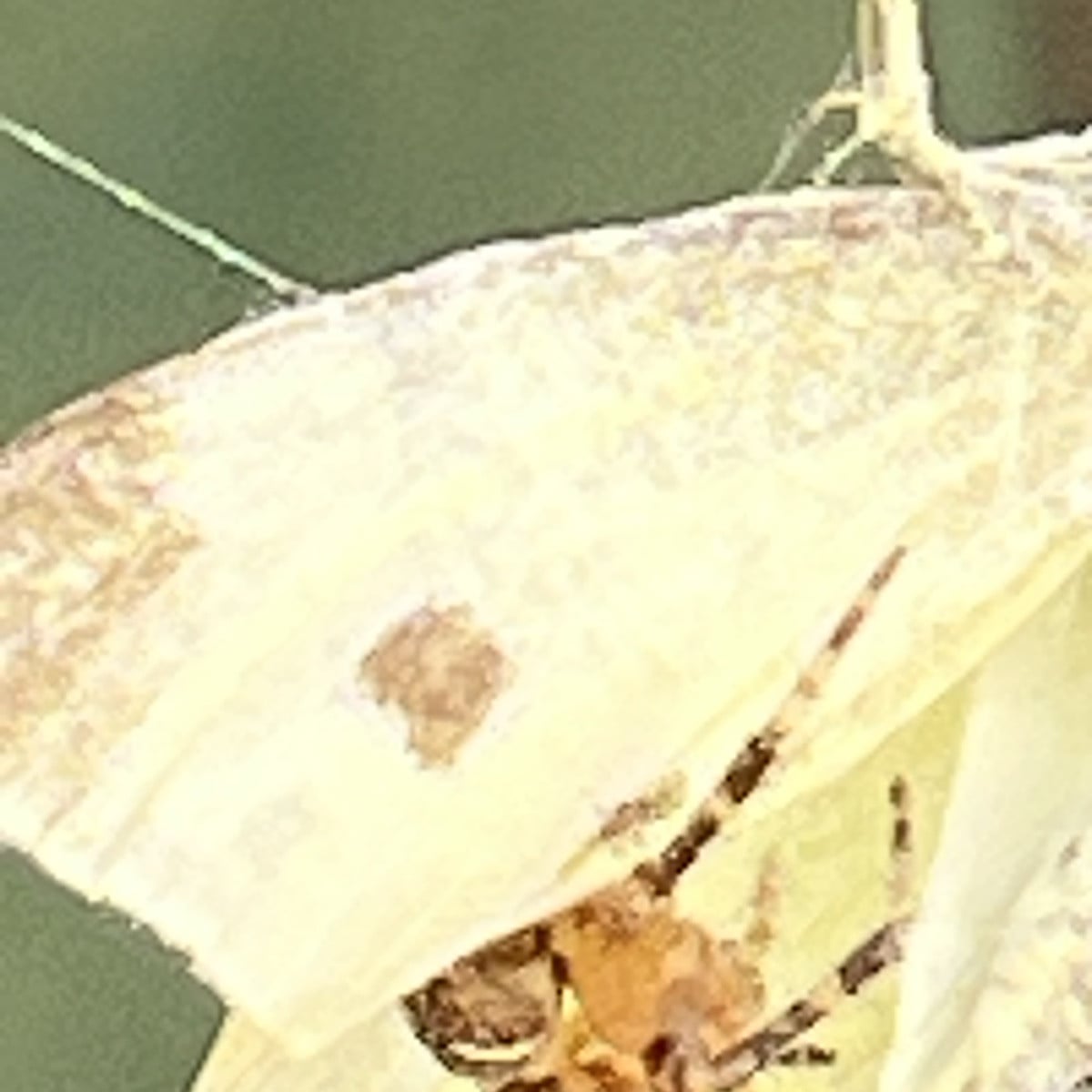 In Windeseile hat diese Spinne ihr Opfer, einen Kohlweißling, eingewickelt. 