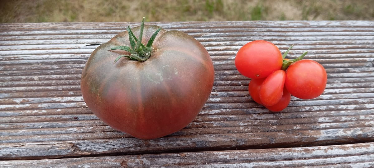 Tomatillos, Mexikanische Honigtomaten, Pimentis de Padron, @patronbernard sind das welche? Du hattest mal geschrieben d…