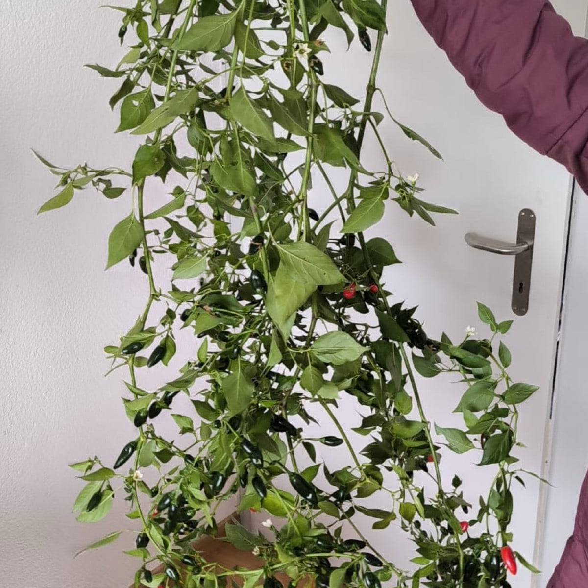 Liebe Gartenfans

Ich melde mich auch Mal wieder aus der Versenkung😅
Habe es endlich geschafft die Chilis rein zu hole…