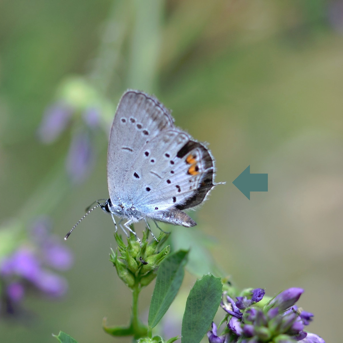 Ich war die letzten Tage endlich mal wieder auf Fotosafari 😁
Und das hab ich entdeckt: Auf Foto 1, 2 und 3 ist der Kur…
