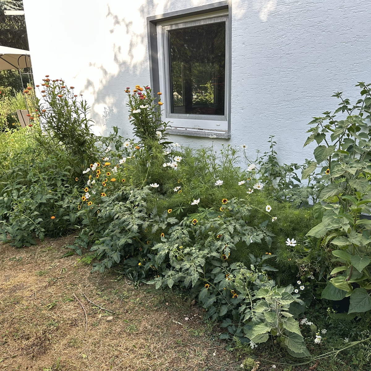 Ich hätte nicht gedacht, dass sich die Tomaten zwischen den Schnittblumen in den Mörtelkübeln so wohlfühlen 😁