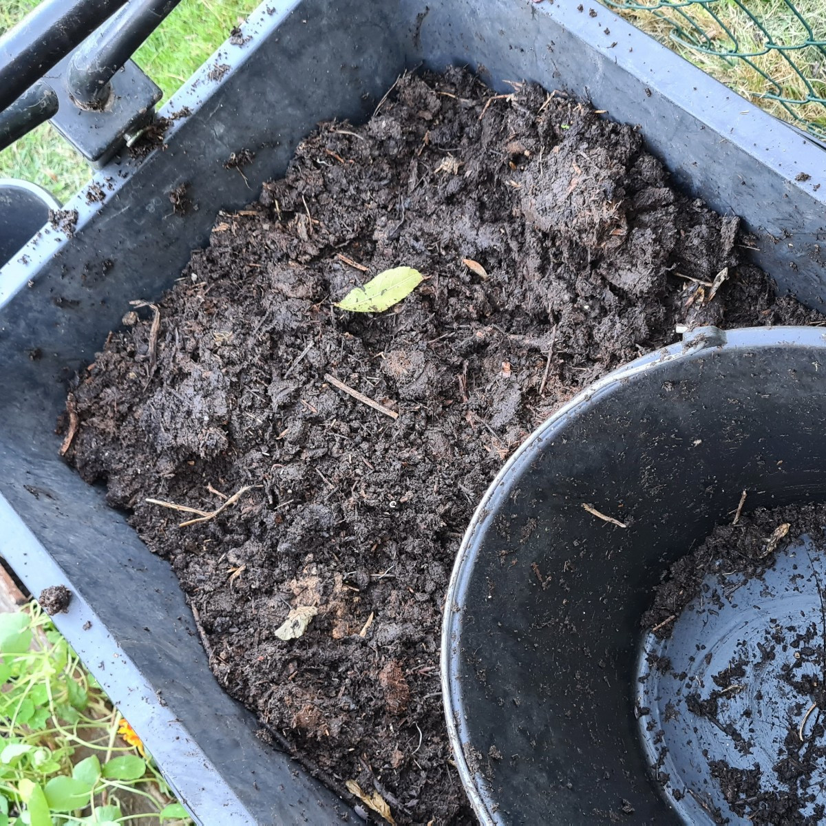 Zeit für Kompost! Das Milpabeet ist geräumt, nur der Kürbis hält noch die Stellung. Bohnen und Mais sind abgeschnitten,…