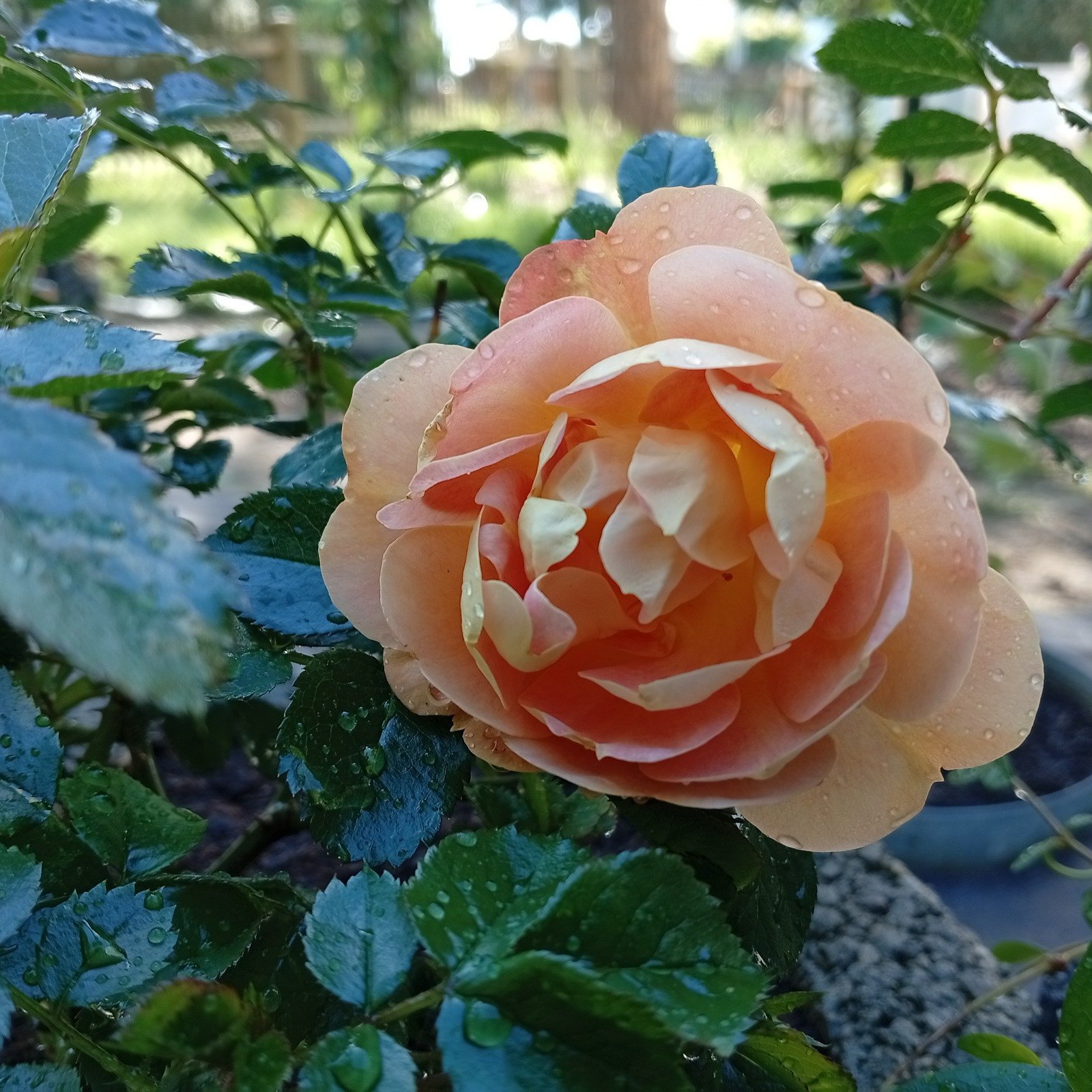 Bodendeckerrose 'Bienenweide mango'