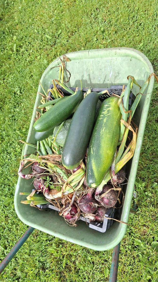 Anfang der Woche hatten wir wieder super Ernteerträge. 58,7 kg Fleischtomaten von dieser größe, 3 Bund gelbe Beete, 8 B…