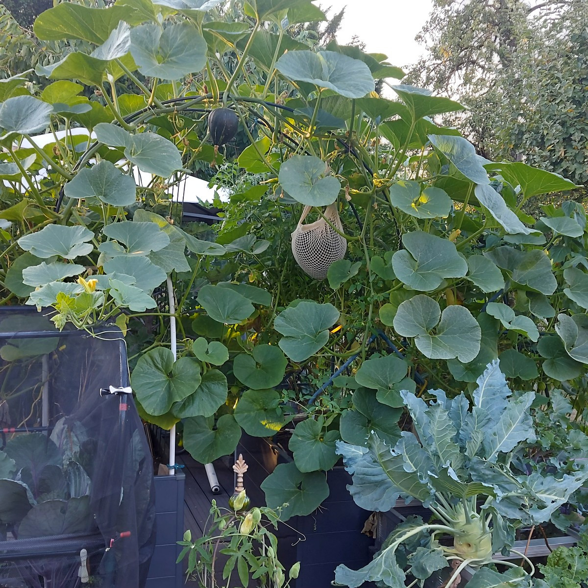 Erinnert sich noch jemand an meine Bonsaimöhren? Ich kann auch Bonsaikartoffeln. Die Züchtungen sollte ich als neue Abn…