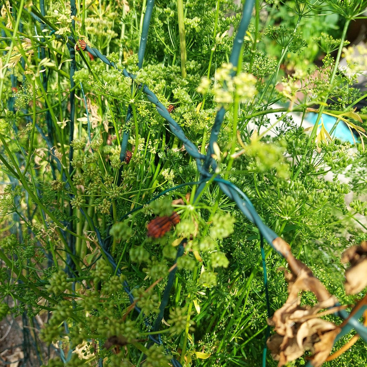 #Reiswanze, #Streifenwanze 
Mal ne Frage an euch: letztes Jahr hatte ich im Garten jede Menge dieser Hübschen, gefrässi…