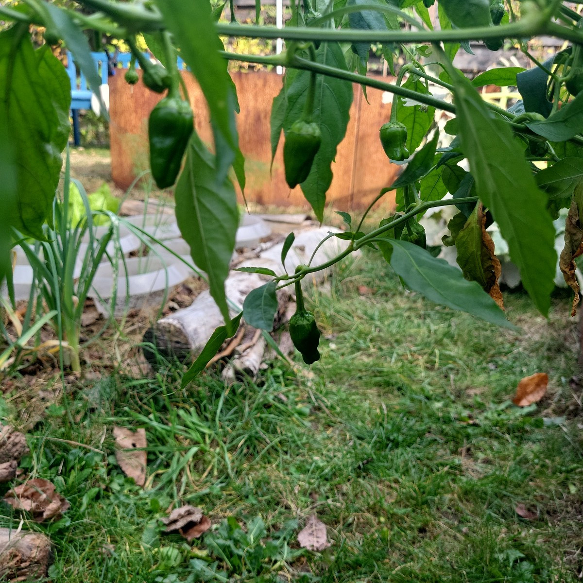 Paprika olè! Meine Blockpaprika werden jetzt doch noch reif! Die Padrons machen einfach nicht schlapp und meine milden …