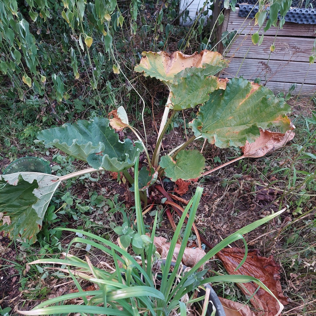 Bie augenblickliche Gartensteppe.
:-(
Aber mit Topinamburbusch. (4) letztes mal war der noch nicht da!?
Eigentlich sehe…