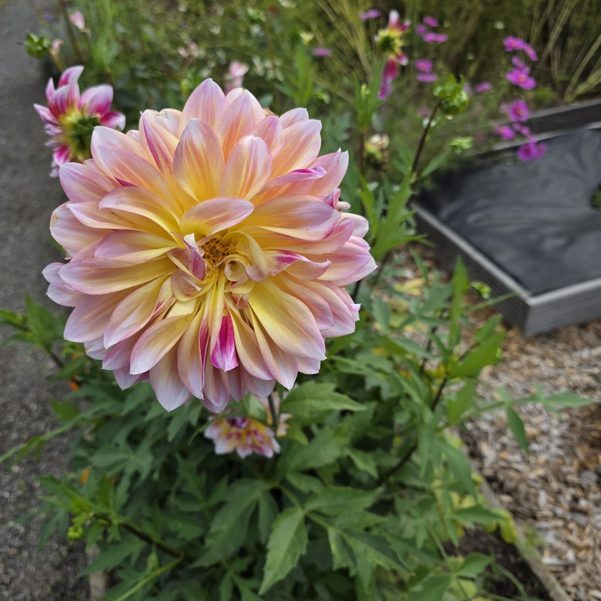 Unsere Dahlien blühen auch endlich. Dieses Jahr haben sie sich Zeit gelassen.