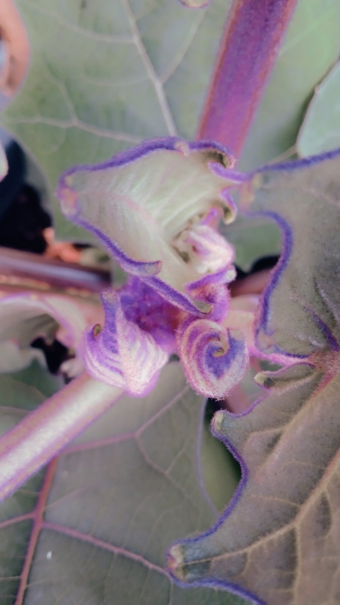 Bilder meiner Lulo/Naranjilla. Eine exotische, südamerikanische Nachtschattenart (Solanum quitoense) mit als Obst genut…