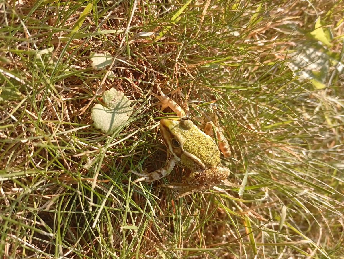 Nach getaner Arbeit hüpfte uns heute dieser Grasfrosch über den Weg. Zum Mittag gab es geschmorte Schlangenhaargurken m…