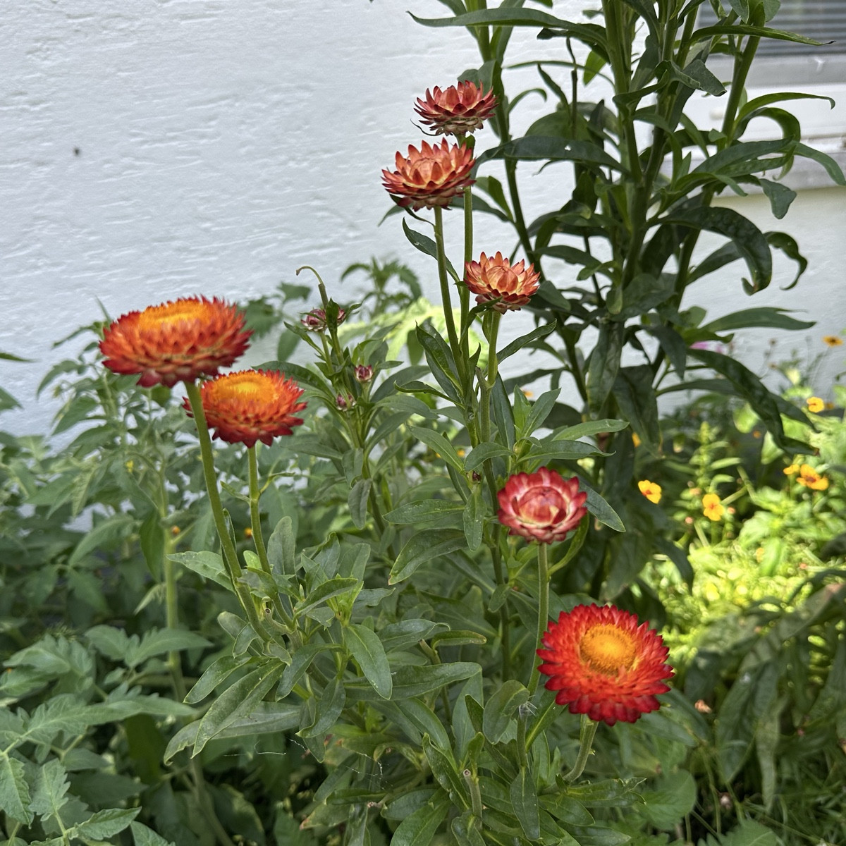 Habt ihr von Strohblumen schonmal den Samen genommen und im nächsten Jahr wieder ausgesät? Ich würde das mal probieren…