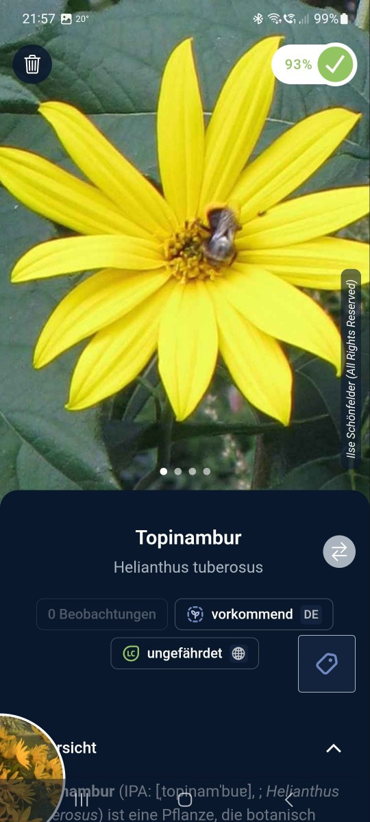 Das sagt Flora Incognita zu deinem Bild.