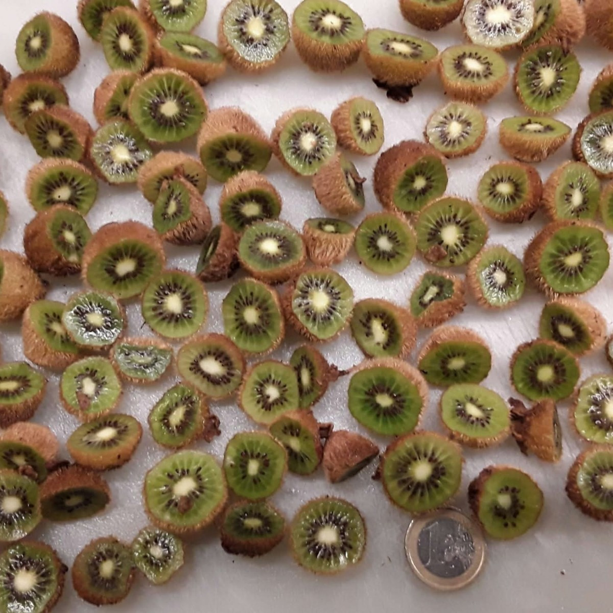 ...deine Jenny ist wohl selbstfruchtend? ...mir ging es genauso: meine Mini Kiwi sind auch haarig und selbstfruchtend, …